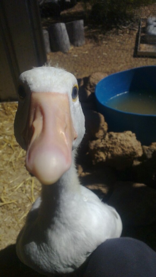 Goose up close